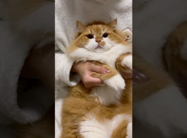 お久しぶりです🐈⸒⸒⸒⸒ #shorts #猫 #マンチカン #短足マンチカン #cat #munchkin