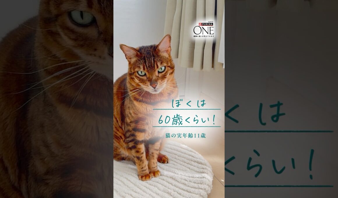 😺猫ちゃんの11歳は人間なら60歳。今の身体に合わせた「食事の選択」