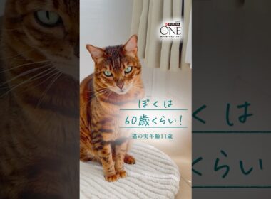 😺猫ちゃんの11歳は人間なら60歳。今の身体に合わせた「食事の選択」