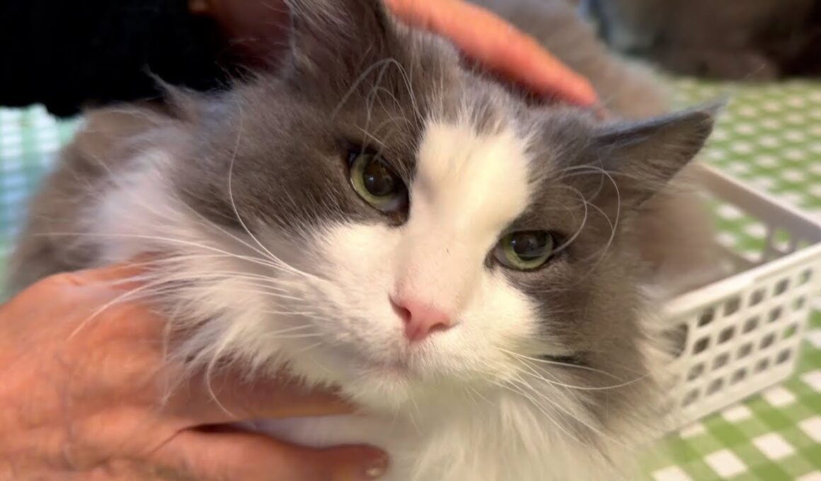 【カワイイ💖】ばあばにたくさん遊んでもらって、大ジャンプを披露しました👏🏻ノルウェージャンフォレストキャットとターキッシュアンゴラ