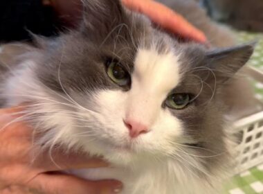 【カワイイ💖】ばあばにたくさん遊んでもらって、大ジャンプを披露しました👏🏻ノルウェージャンフォレストキャットとターキッシュアンゴラ