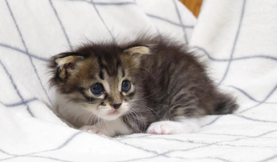 ママの指使いに赤ちゃん子猫がやんのかステップで対抗する？【赤ちゃん猫　保護猫】