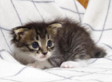 ママの指使いに赤ちゃん子猫がやんのかステップで対抗する？【赤ちゃん猫　保護猫】