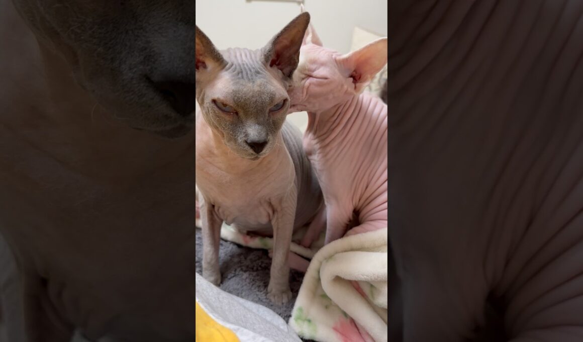 ケンカをしてもすぐ仲直りの猫たちスルタンとアレクサンドラ【スフィンクス】