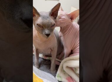 ケンカをしてもすぐ仲直りの猫たちスルタンとアレクサンドラ【スフィンクス】