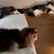 【もどかしいw】お兄ちゃんに触れたいけど…怖い…！？ノルウェージャンフォレストキャットとターキッシュアンゴラ