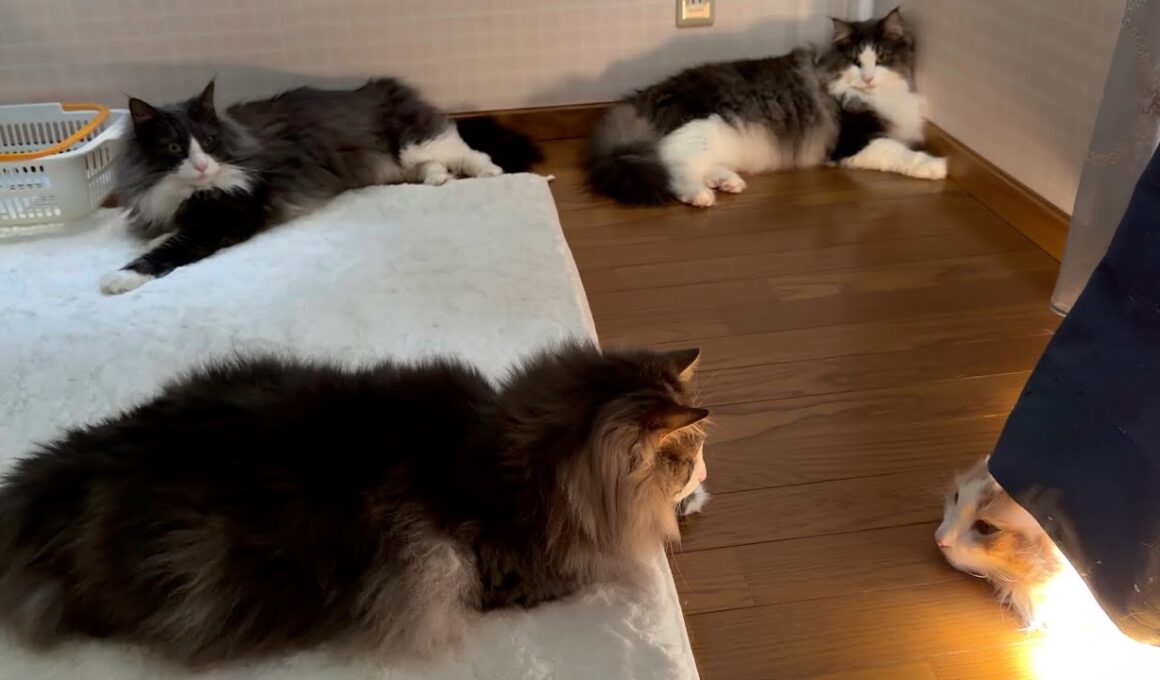 【もどかしいw】お兄ちゃんに触れたいけど…怖い…！？ノルウェージャンフォレストキャットとターキッシュアンゴラ