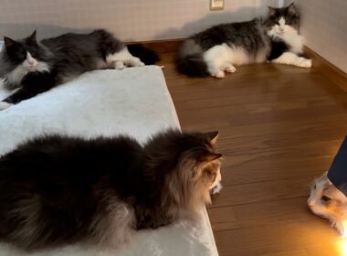 【もどかしいw】お兄ちゃんに触れたいけど…怖い…！？ノルウェージャンフォレストキャットとターキッシュアンゴラ