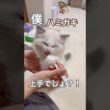 ハミガキ上手なあんず君🪥🫧#ラグドール #猫好きさんと繋がりたい #猫のいる暮らし #ねこ動画 #子猫