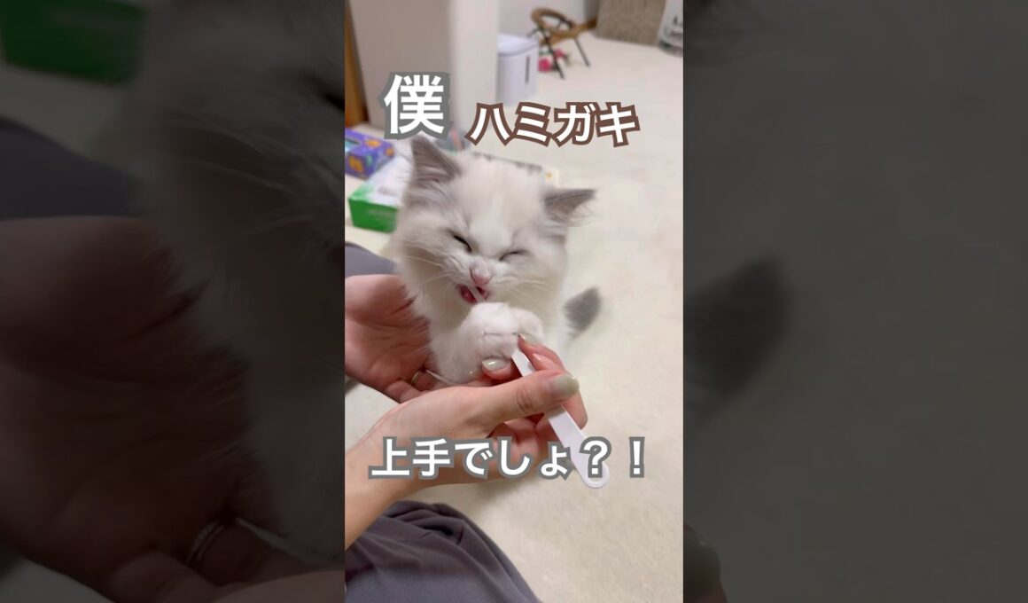 ハミガキ上手なあんず君🪥🫧#ラグドール #猫好きさんと繋がりたい #猫のいる暮らし #ねこ動画 #子猫