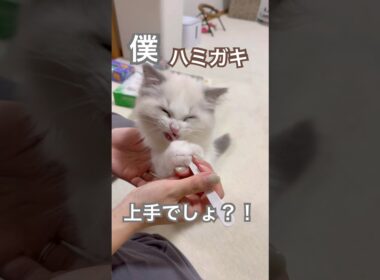ハミガキ上手なあんず君🪥🫧#ラグドール #猫好きさんと繋がりたい #猫のいる暮らし #ねこ動画 #子猫