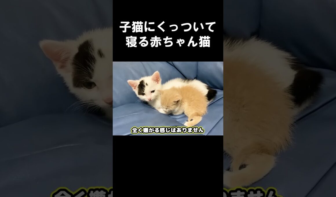 子猫にくっついて寝る赤ちゃん猫 #うにむぎはち #保護子猫