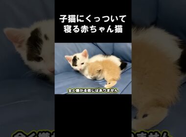 子猫にくっついて寝る赤ちゃん猫 #うにむぎはち #保護子猫