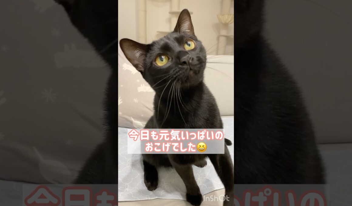 肩乗り黒猫ボンベイ　#cat #ねこ #ねこのいる暮らし #ねこのいる生活 #ねこ動画 #かわいい #猫 #猫好きさんと繋がりたい #癒やし #甘えん坊