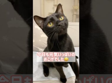 肩乗り黒猫ボンベイ　#cat #ねこ #ねこのいる暮らし #ねこのいる生活 #ねこ動画 #かわいい #猫 #猫好きさんと繋がりたい #癒やし #甘えん坊
