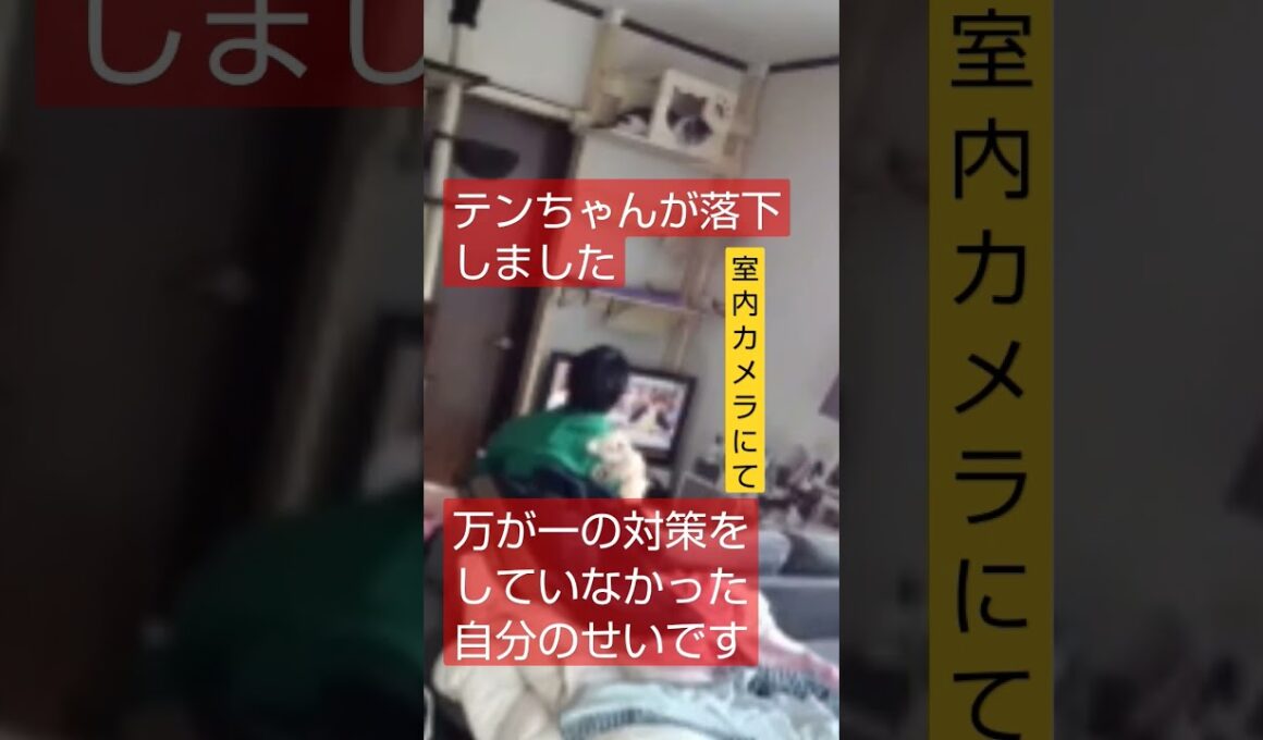 【ねこ】テンちゃん床に落下する！#short