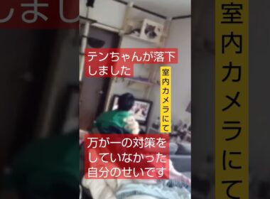 【ねこ】テンちゃん床に落下する！#short