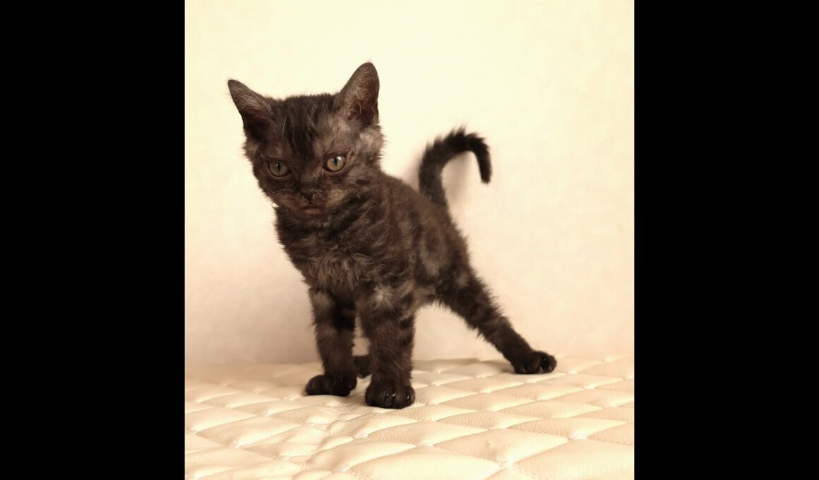 セルカークレックス子猫　Selkirk Rex　2025.12.4産まれ　ブラックスモークタビー　巻き毛　男の子　シーダキャット猫のお店