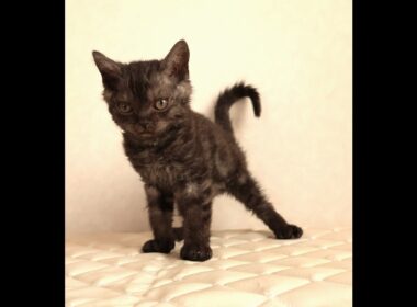 セルカークレックス子猫　Selkirk Rex　2025.12.4産まれ　ブラックスモークタビー　巻き毛　男の子　シーダキャット猫のお店