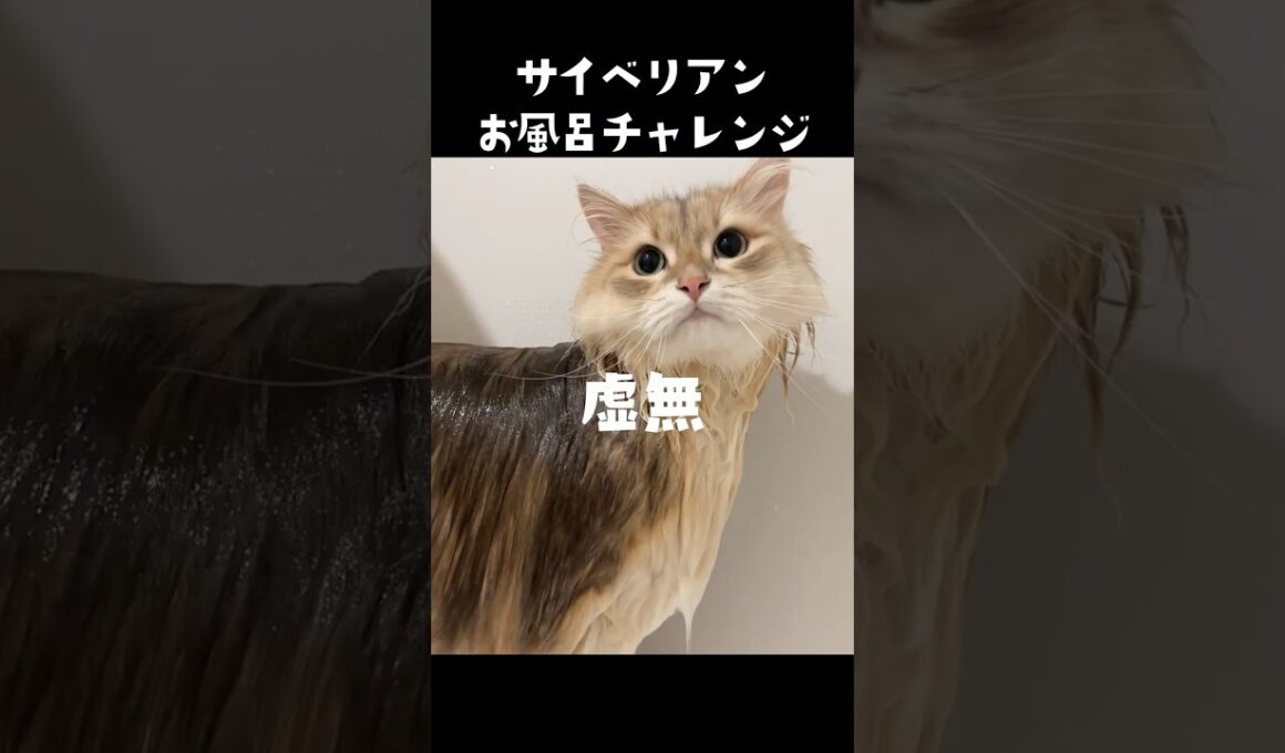 サイベリアンお風呂入れるとこうなる🙀