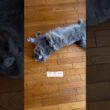 やだやだ #ねこ動画 #アメリカンカール