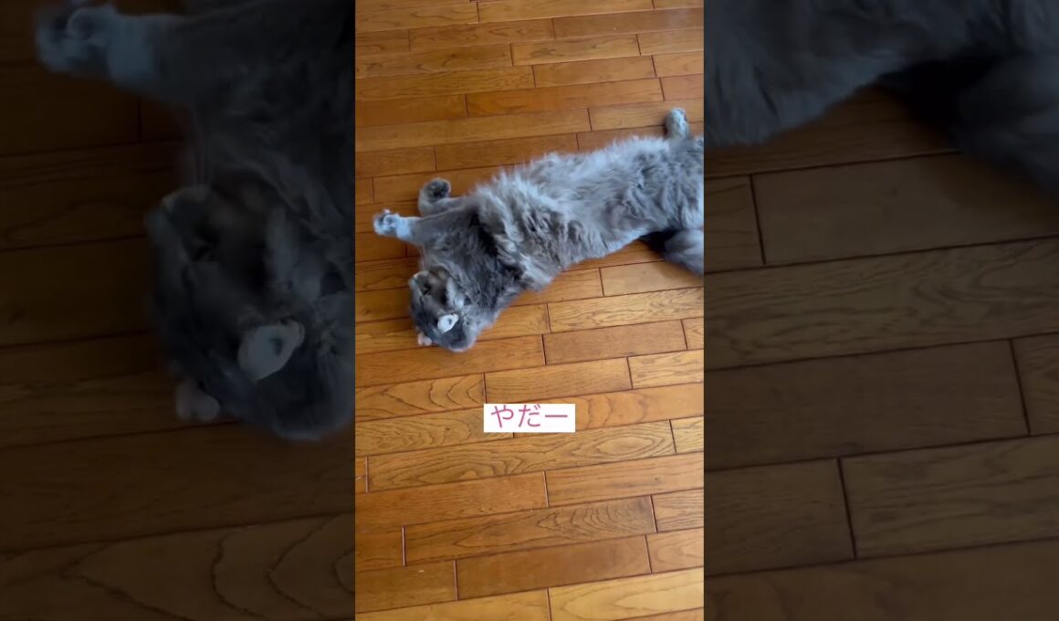 やだやだ #ねこ動画 #アメリカンカール