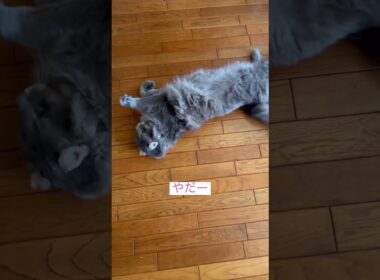 やだやだ #ねこ動画 #アメリカンカール