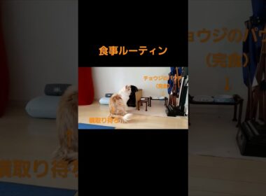 【メインクーン】デカ猫とチビ猫の食事ルーティン【Maine coon】