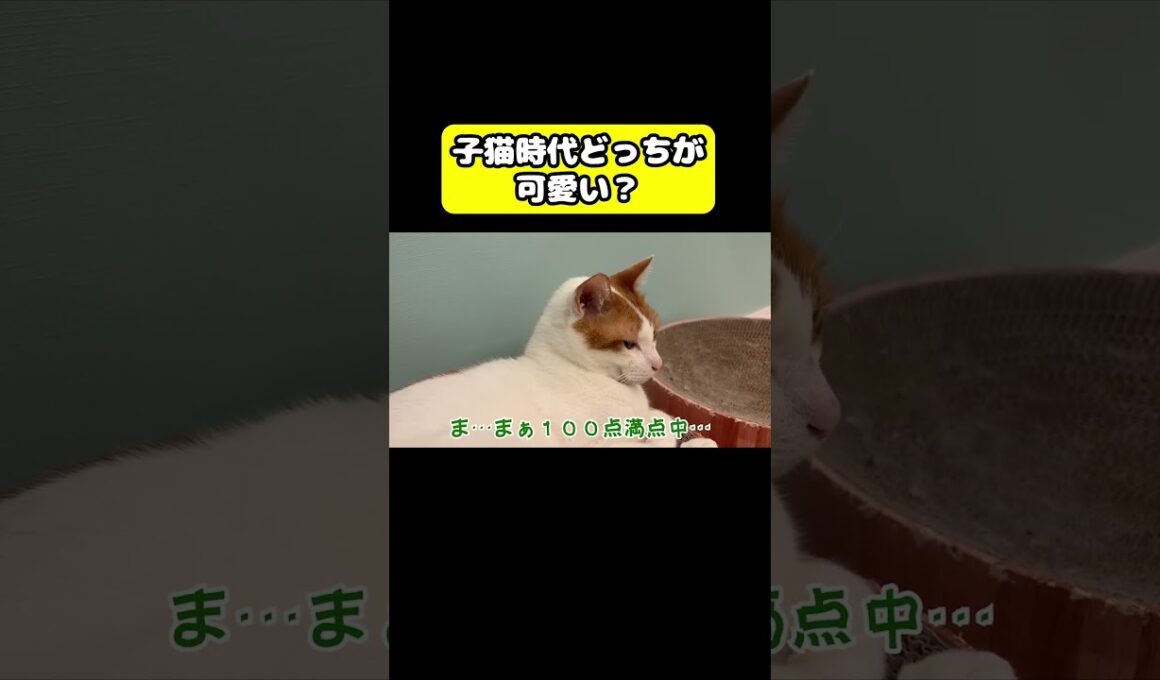 子猫時代どっちがかわいい？　#猫 #おもしろ #アテレコ #ニャンチューバーつくし