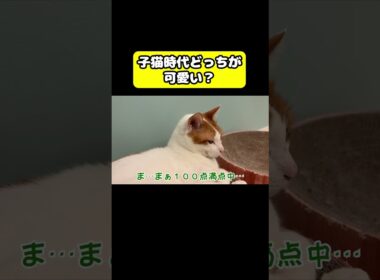 子猫時代どっちがかわいい？　#猫 #おもしろ #アテレコ #ニャンチューバーつくし