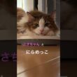 愛しふさちゃん🐱 #cats #pets #ノルウェージャンフォレストキャット #猫のいる暮らし #cat #ノル猫5にゃんねる #猫