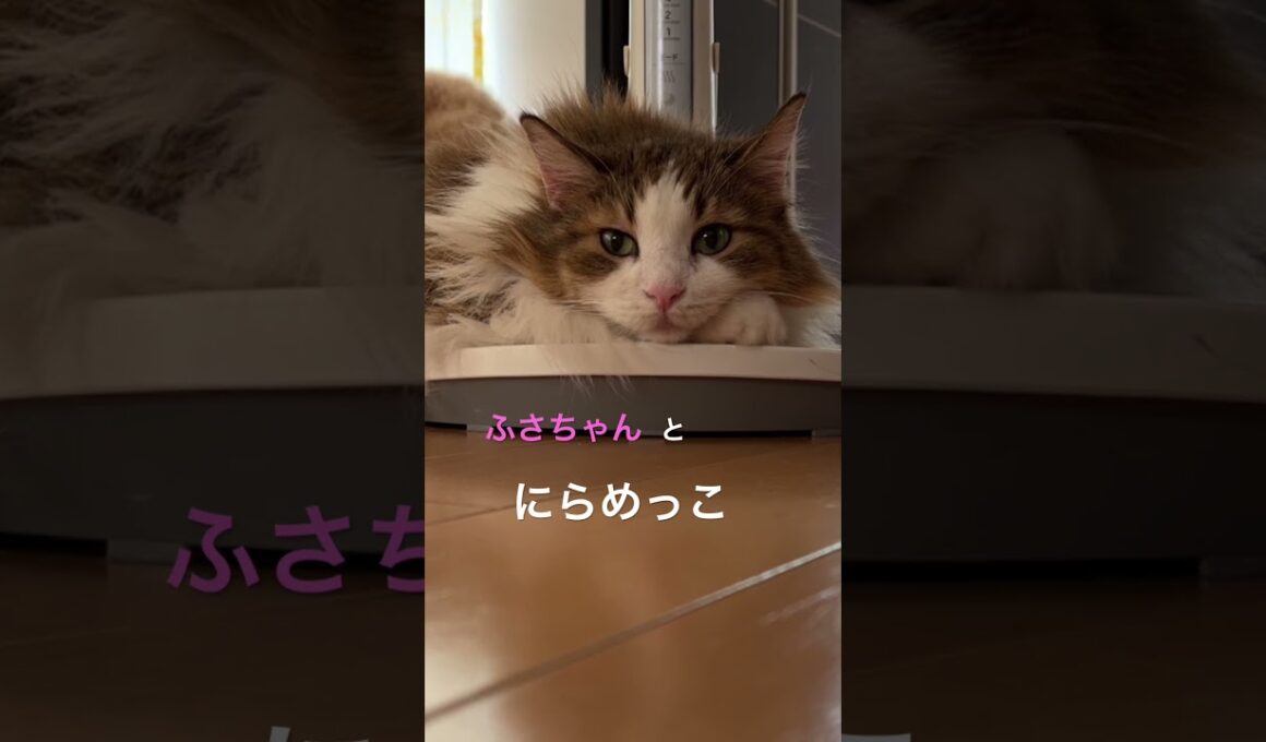 愛しふさちゃん🐱 #cats #pets #ノルウェージャンフォレストキャット #猫のいる暮らし #cat #ノル猫5にゃんねる #猫