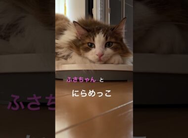 愛しふさちゃん🐱 #cats #pets #ノルウェージャンフォレストキャット #猫のいる暮らし #cat #ノル猫5にゃんねる #猫
