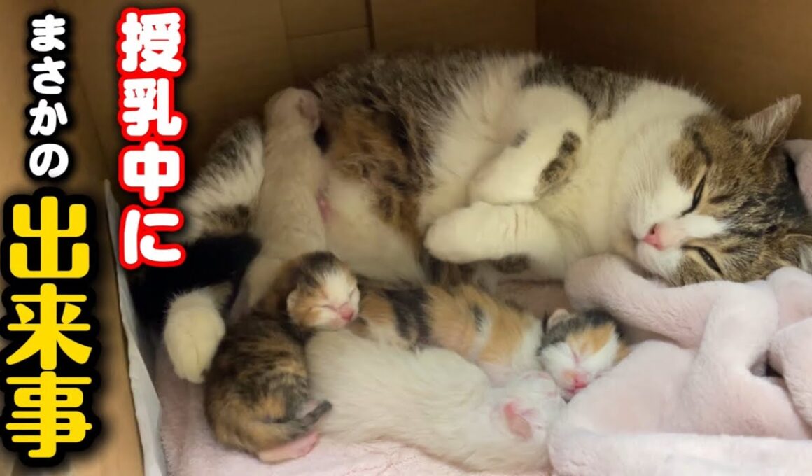 子猫が赤ちゃんの育児…授乳中にまさかの出来事が