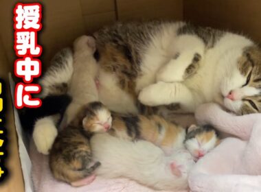 子猫が赤ちゃんの育児…授乳中にまさかの出来事が