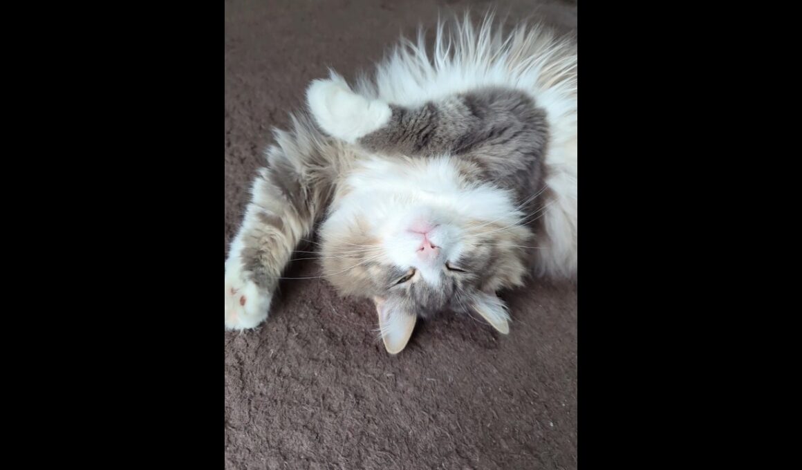 逆さ招き猫になるノルウェージャンフォレストキャット