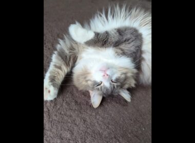 逆さ招き猫になるノルウェージャンフォレストキャット