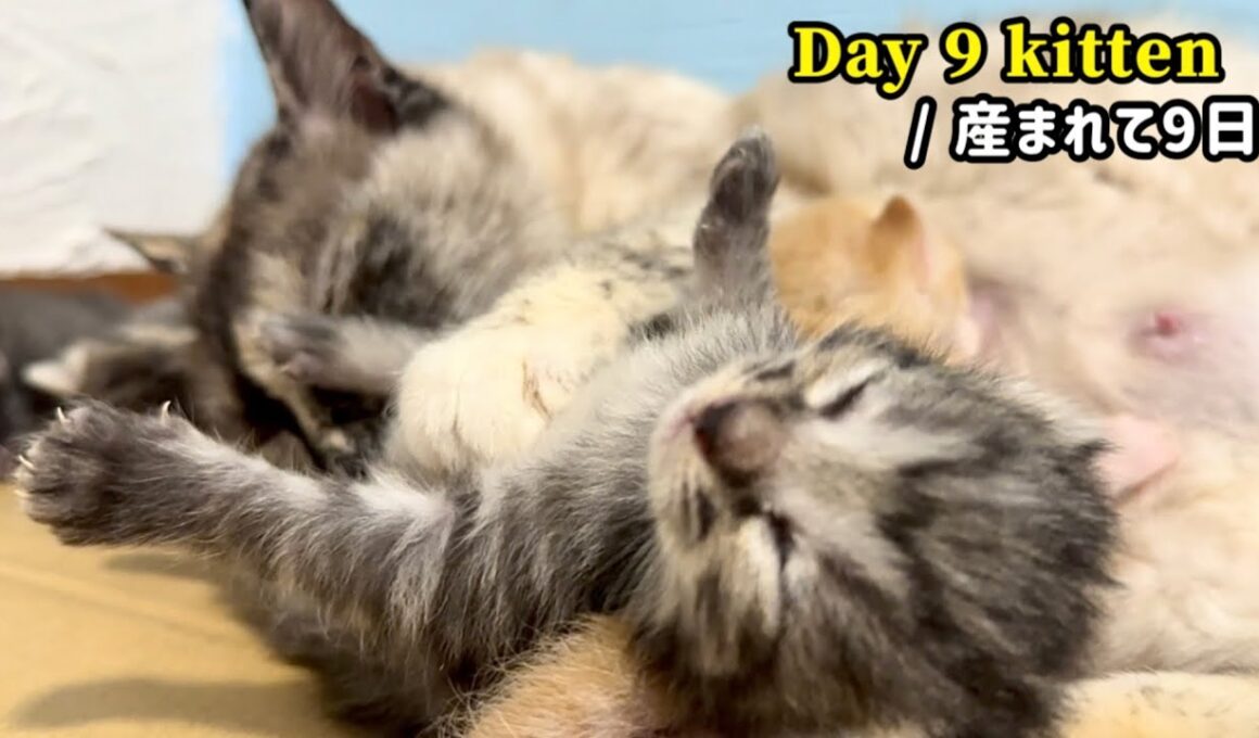 元野良ママが産んだ子猫の成長記録【生後9日目】