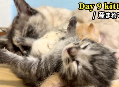 元野良ママが産んだ子猫の成長記録【生後9日目】