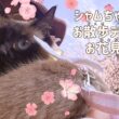 【保護猫】お散歩デビューでお花見してきたよ【シャム猫】