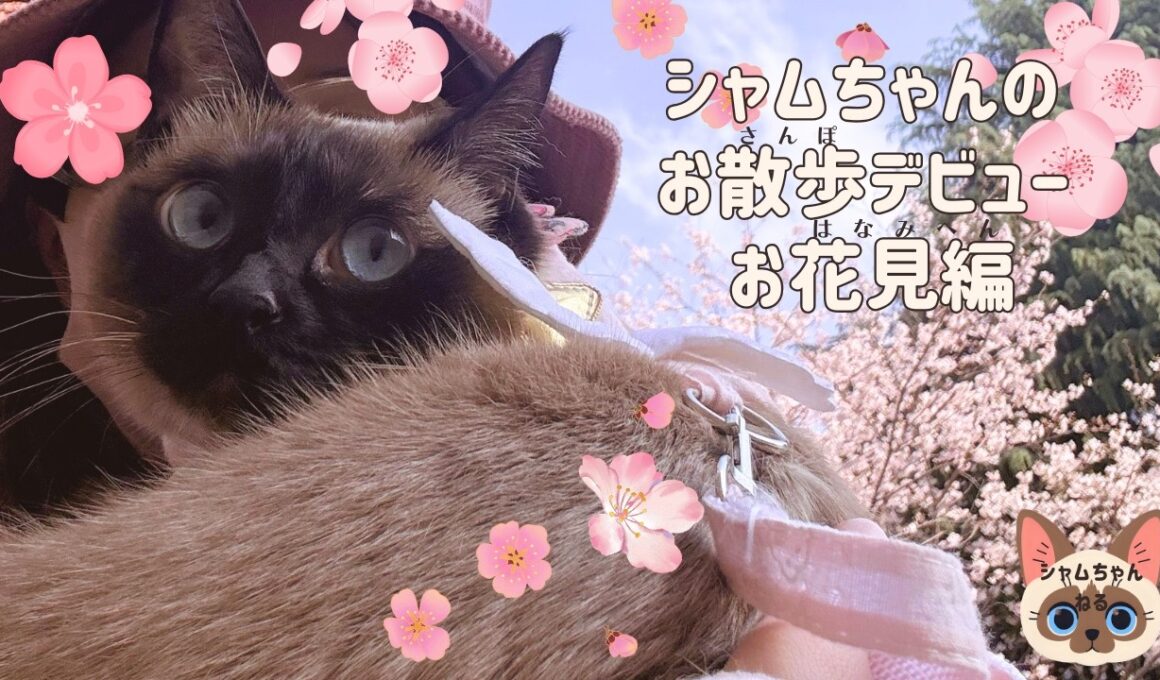 【保護猫】お散歩デビューでお花見してきたよ【シャム猫】