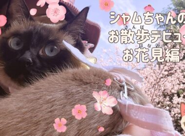 【保護猫】お散歩デビューでお花見してきたよ【シャム猫】