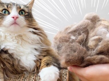 モフモフ期のデカ猫をブラッシングしたらふわふわ収穫祭になりました