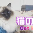 バーマン猫ウリ【猫の脚】Cat leg（バーマン猫）Birman/Cat