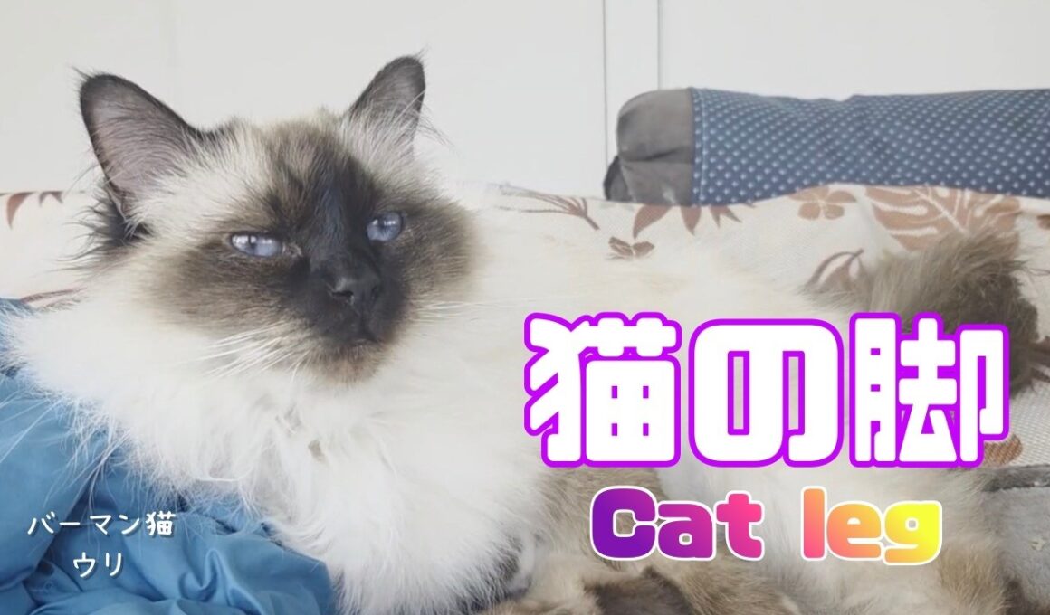 バーマン猫ウリ【猫の脚】Cat leg（バーマン猫）Birman/Cat