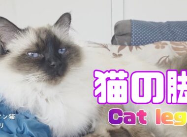 バーマン猫ウリ【猫の脚】Cat leg（バーマン猫）Birman/Cat