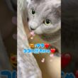 ママを探し回る愛猫が愛おしい❤️ #猫 #ロシアンブルー #catshorts #shorts
