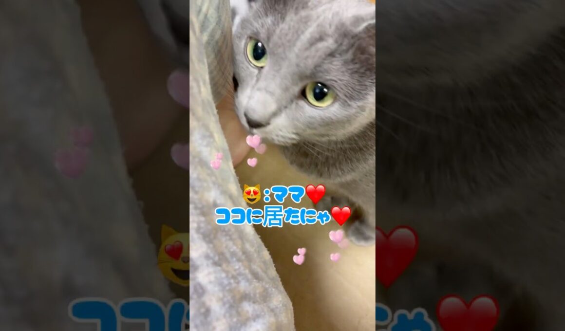 ママを探し回る愛猫が愛おしい❤️ #猫 #ロシアンブルー #catshorts #shorts