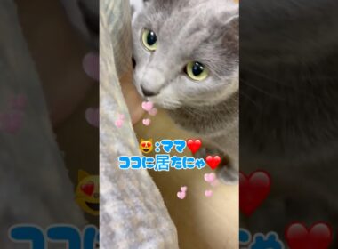 ママを探し回る愛猫が愛おしい❤️ #猫 #ロシアンブルー #catshorts #shorts