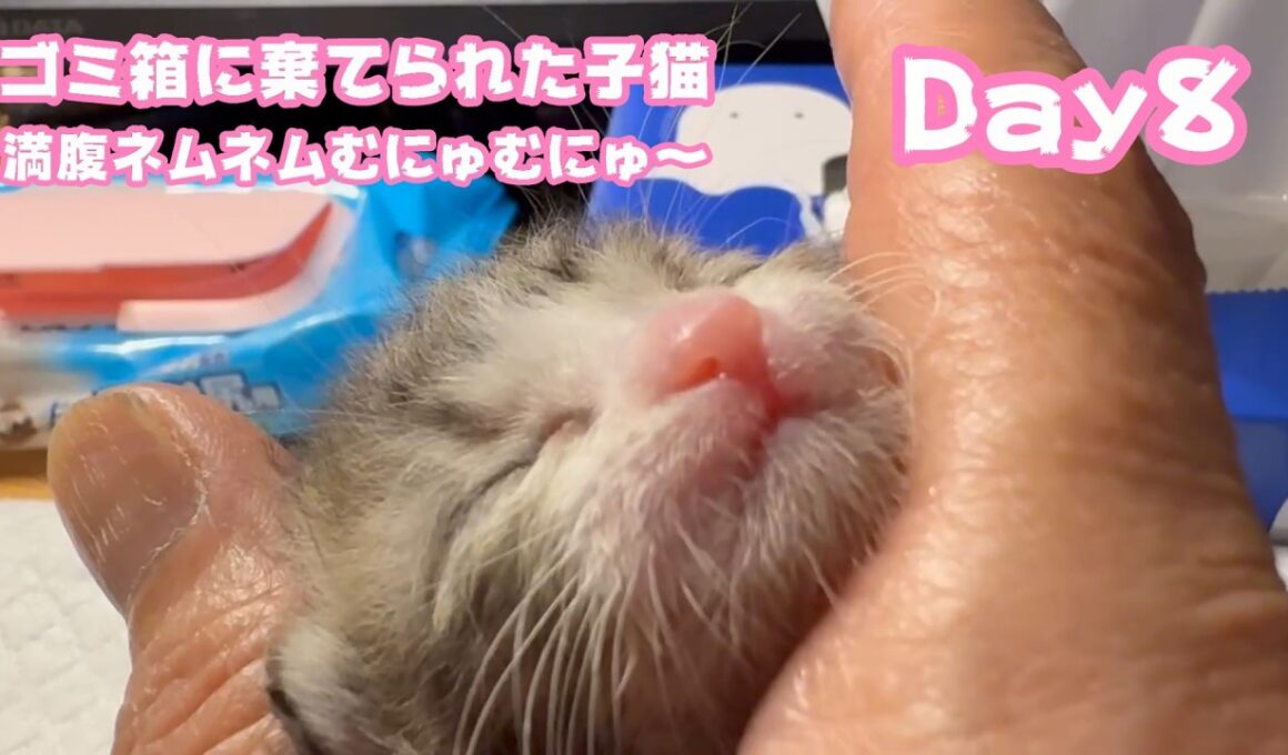 ゴミ箱に棄てられた子猫 Day8  満腹ネムネムむにゅむにゅ～なキンちゃん  ミルクのご支援届き始めてます 有難うございます  2026 04 23 1